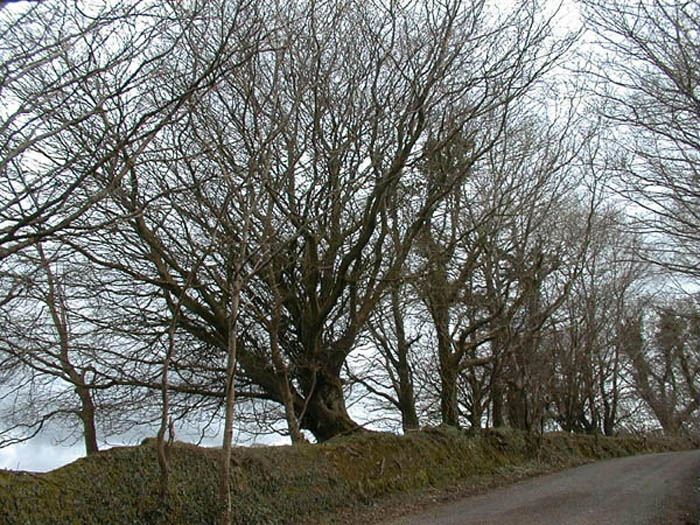 Trees lining stone wall.jpg 146.7K
